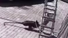 Korkunç olay: Bir anda bahçeye dalıp küçük kıza saldırdı