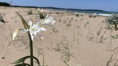 Koruma altındaki kum zambakları çiçek açtı