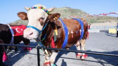 Kurbanlıklar podyuma çıktı