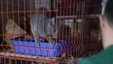 Merdiven altı evcil hayvan satışına ceza