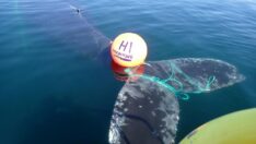 Norveç’te ipe dolanan balinayı kurtarma operasyonu