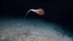 Okyanus derinliklerinde ilginç keşif: Çiçeğe benzer yaratık buldular