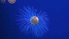 Okyanusun derinliğinde nadir denizanası görüntülendi