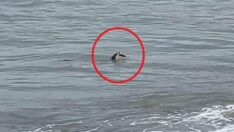 Ordu’da ‘lutra lutra’ görüldü