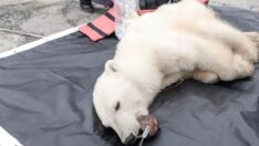 Rusya’da ağzı teneke kutuya sıkışan kutup ayısı kurtarıldı