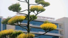 Sabır çiçeği Muğla’da açtı ama ölecek