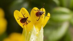 Şehirde 7 ayda 48 kene vakası görüldü: 2 ölü