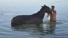 Sıcak havada bunalan atları nehirde serinletiyorlar