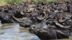 Sıcaktan bunalan mandalar Kızılırmak’ta serinliyor