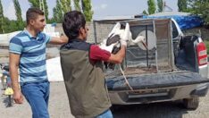 Sıcaktan etkilenen leylekler tedavi altında