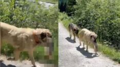 Sivas kangal köpeği İsviçre’de tartışma yarattı