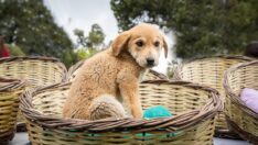 ‘Siz sahiplenin, aşılarını biz yapalım’