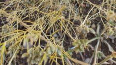 Susuz yetişiyor, kilosu 100 liradan satılıyor