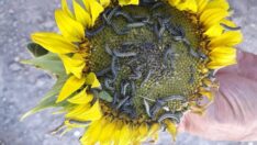 Tarım alanlarında tırtıl istilası: Birçok ürün tehlike altında