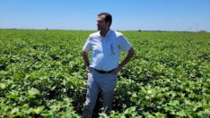 ‘Tarım toprağı, çiftçi sayısı azalıyor, köylü kırsalı boşaltıyor’