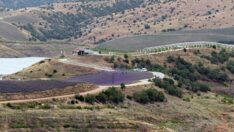 Türkiye’nin tek parselde en büyük Lavanta Adası