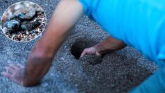 Üç yavru deniz kaplumbağasından denize ilk adım