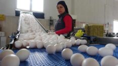 Yumurtaya bir yılda yüzde 210 zam geldi