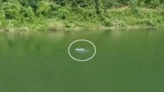 Yüzen ayıyı görenler telefona sarıldı