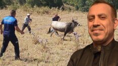25 gün sonra bulunan boğayı AHBAP satın aldı