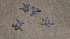 5 bininci yavru caretta caretta Akdeniz’e ulaştı