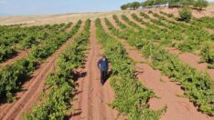 91 yaşındaki Osman Erol, 40 binden fazla ağaç dikti