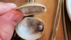 ABD’li bir adamın yemeğinden mor inci çıktı