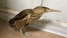 Ağrı’da nesli tükenmekte olan balaban kuşu bulundu