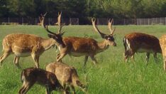Alageyik sayısında rekor artış