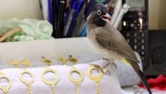 Altın halhallı bülbül ‘Ökkeş’in ilginç hobileri var