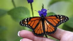 Amerika kıtasını boydan boya kat ediyor