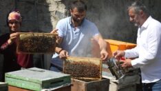 Anzer balında sağım mesaisi bir hafta sürecek