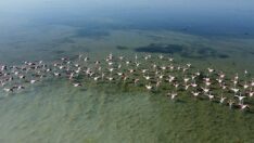 Arin Gölü’nün misafirleri: Flamingolar
