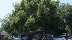 Asırlık çınar ağacının altında serinliyorlar