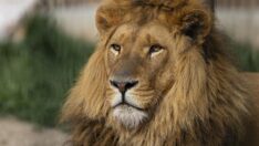 Aslan nüfusu son 20 yılda yüzde 43 azaldı