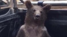 Ayı şeker komasına girdi