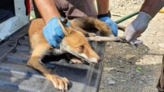 Bacağı kırılan tilki tedavi altında