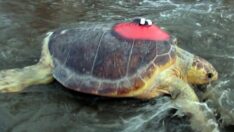 Bağırsakları poşet dolu olan Lara artık yüzebiliyor