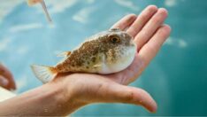 Balon balığı avcılığına verilen ödeme desteği artırıldı