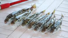 Balon balığında adet fiyatı artmıştı: Avlayanların sayısında patlama bekleniyor