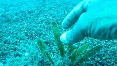 Balon balığından sonra katil yosun tehdidi