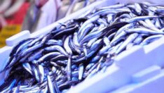 Bazı su ürünlerinin ithalatında gümrük vergisi sıfırlandı