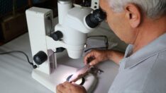 Beş yeni sazan cinsi keşfetildi