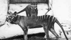 Bilim dünyasında tartışma yaratan proje: Yıllar önce nesli tükenen Tazmanya Kaplanı’nı geri döndürecekler