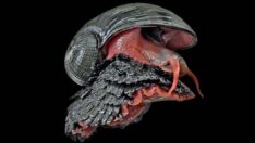 Bilim kurgu filmlerinden çıkmış gibi: ‘Metal zırhlı’ salyangoz