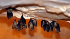 Binlerce yarasayı barındıran Dupnisa Mağarası turistlerin ilgi odağı oldu