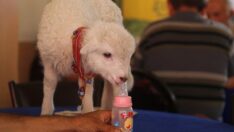 Bir çift ayakkabıyla takas ettiği kuzu yanından ayrılmıyor