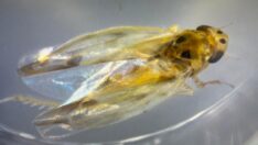 Böcekler iklim değişikliği göçüyle Türkiye’ye hastalık taşıyor