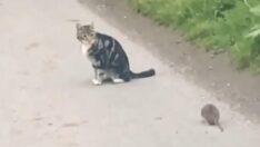 Bu kez fare kediyle oynadı