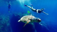 Caretta carettalara dokunmayın